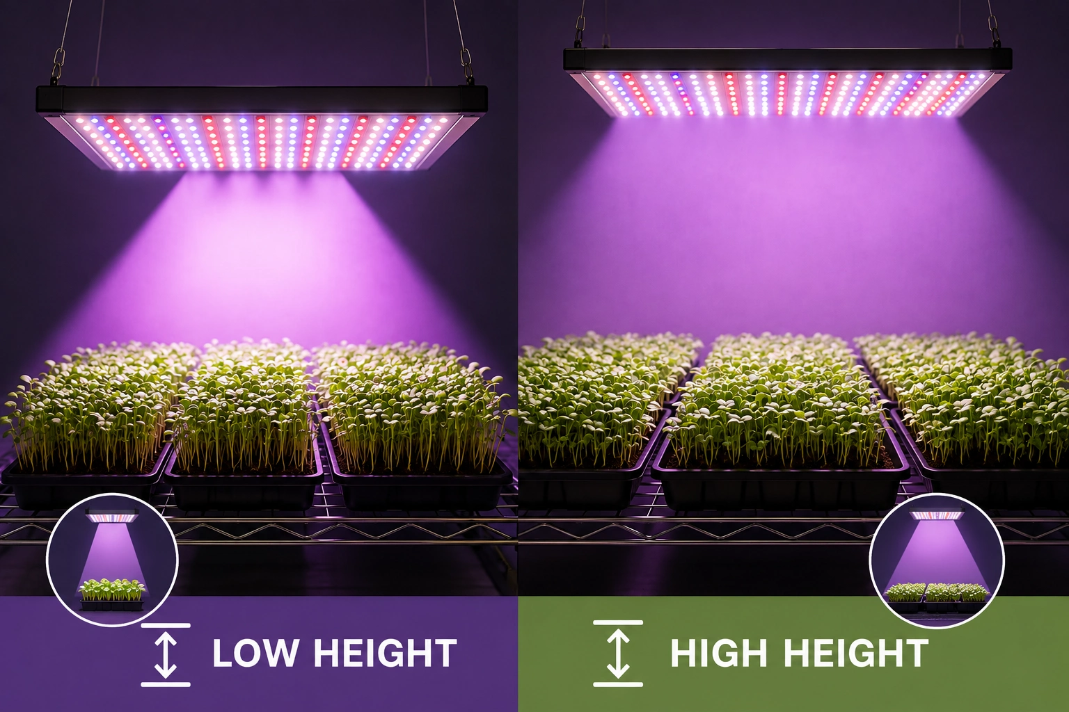 Comparison of lower grow-light placement with narrower stronger coverage and higher placement with wider softer coverage
