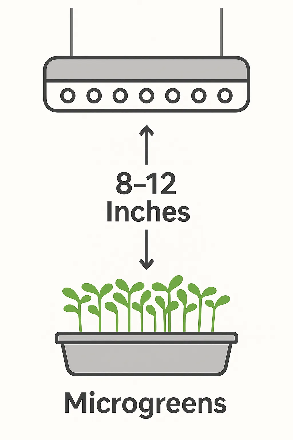Diagram showing LED light 8 to 12 inches above microgreens