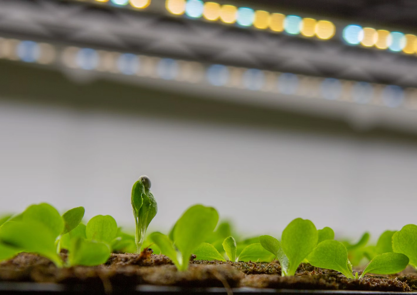 Seed trays under LED lights